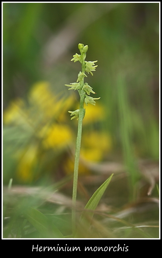 Spiranthes aestivalis e altre specie taglia mini